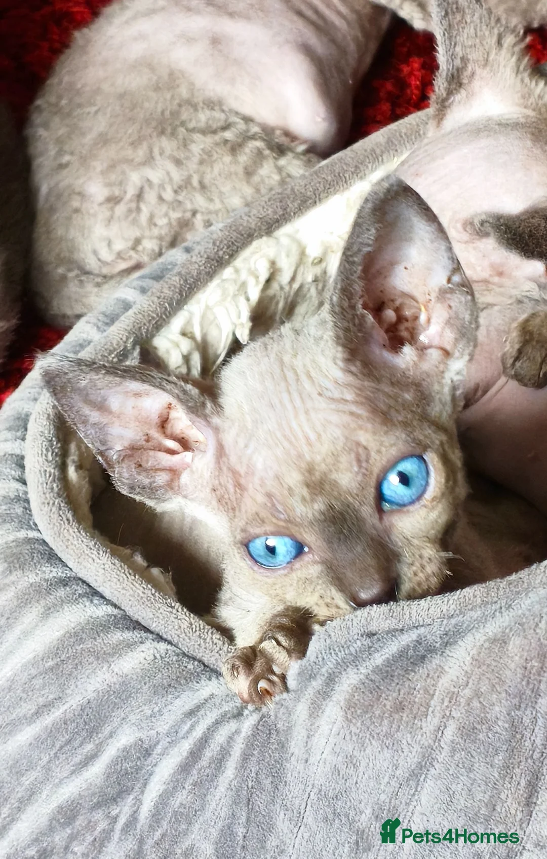 Sphynx cats for sale: Stunning Blue/Grey Sphynx Kitten ** All GONE *** - Advert 1