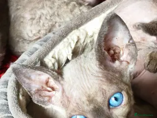 Sphynx cats Stunning Blue/Grey Sphynx Kitten ** LAST ONE! *** - Advert 15