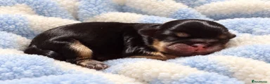 Black and Tan boy 