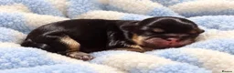 Shih Tzu dogs for sale: Beautiful imperial Shih Tzu Puppies - Advert 2