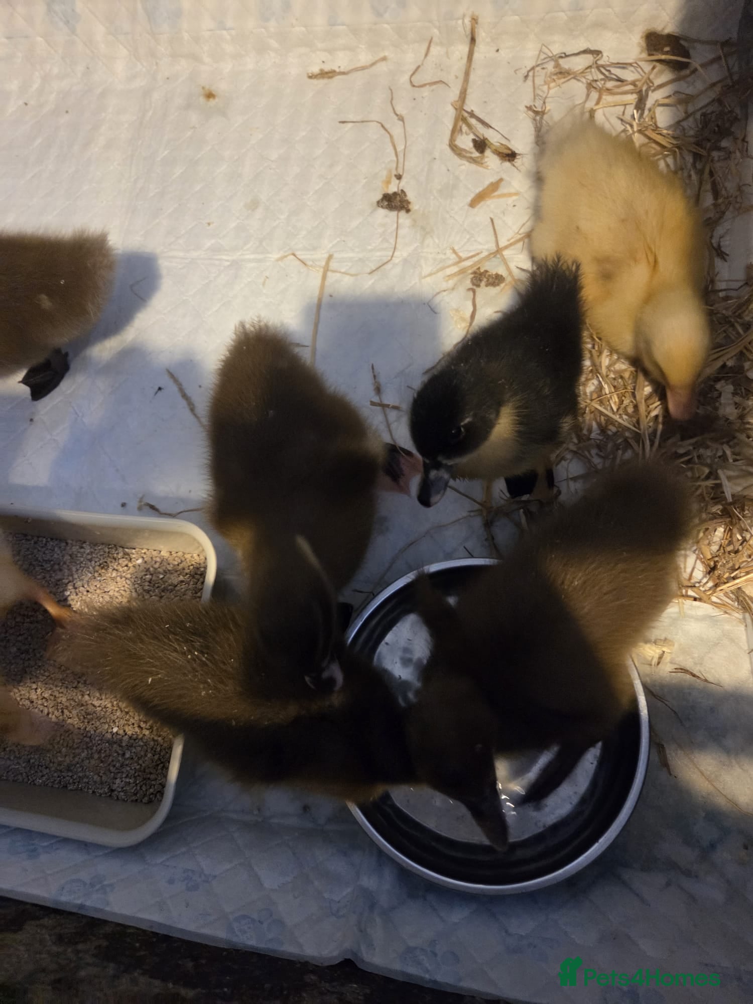 Ducks poultry for sale: Mixed Breed Ducklings - Advert 1