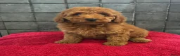 Miniature Poodle dogs for sale: Stunning Fox Red Minature Poodle Pups  - Advert 5