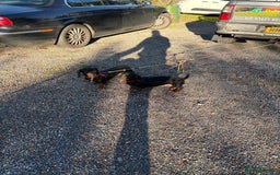 Dachshund dogs for sale: Three beautiful dachshund’s  - Advert 4