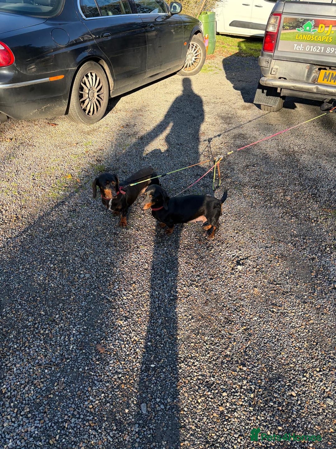 Dachshund dogs for sale: Three beautiful dachshund’s  - Advert 4