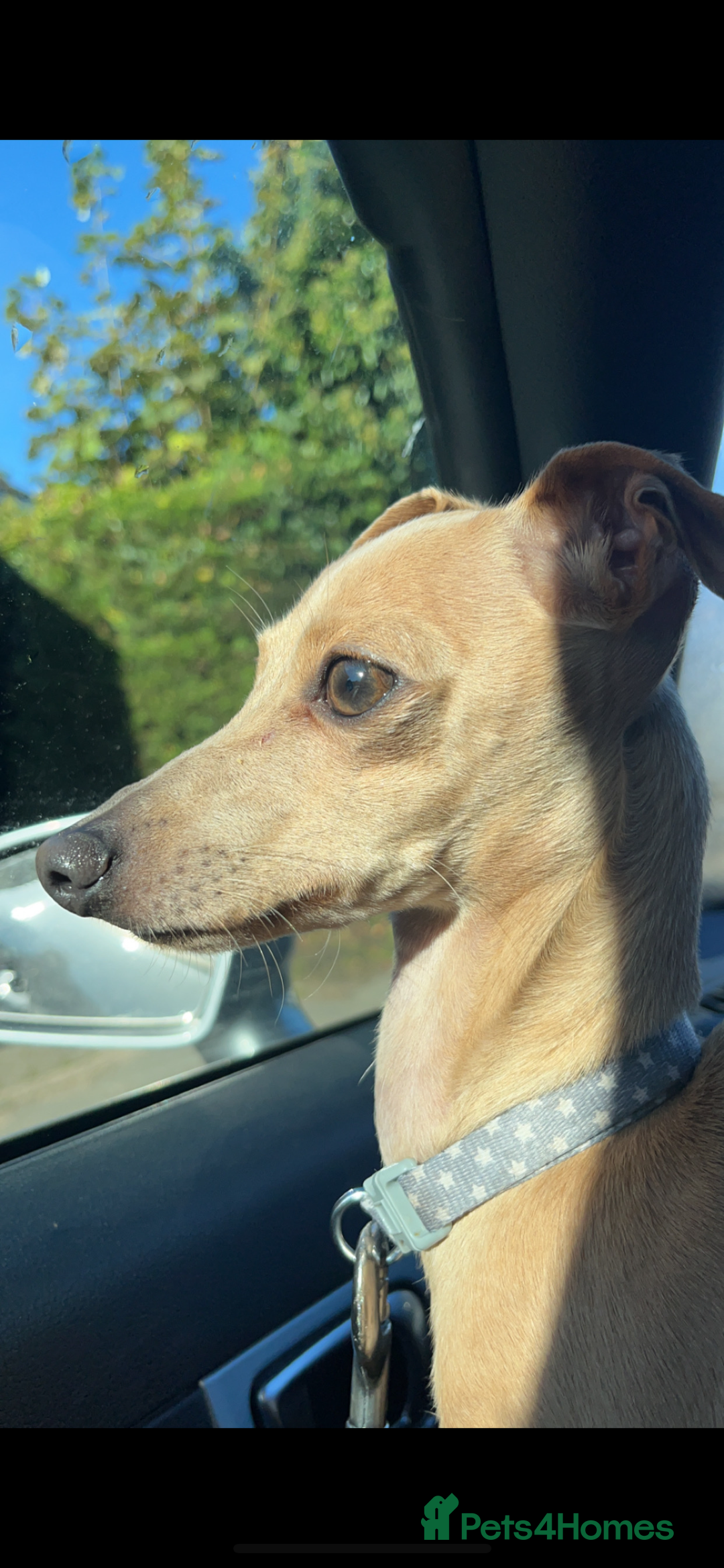 Italian Greyhound dogs for stud: Tiny stud with HUGE personality - Advert 9