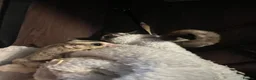 Sugar Glider rodents for sale: Sugar gliders  - Advert 12