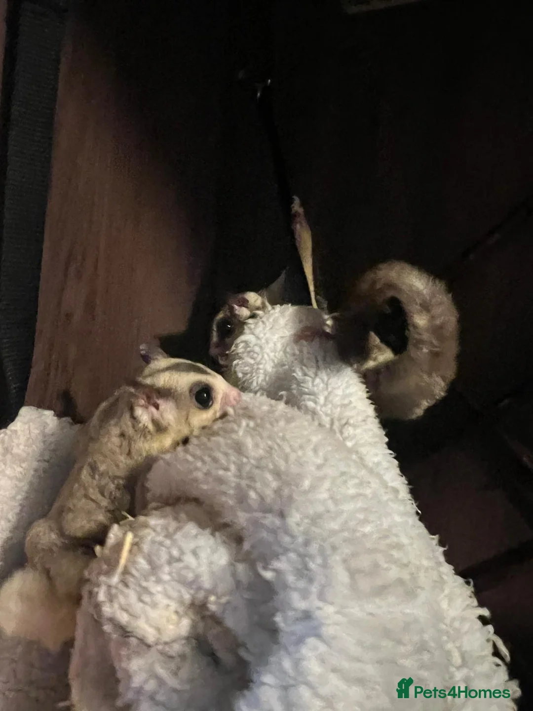 Sugar Glider rodents for sale: Sugar gliders  - Advert 12