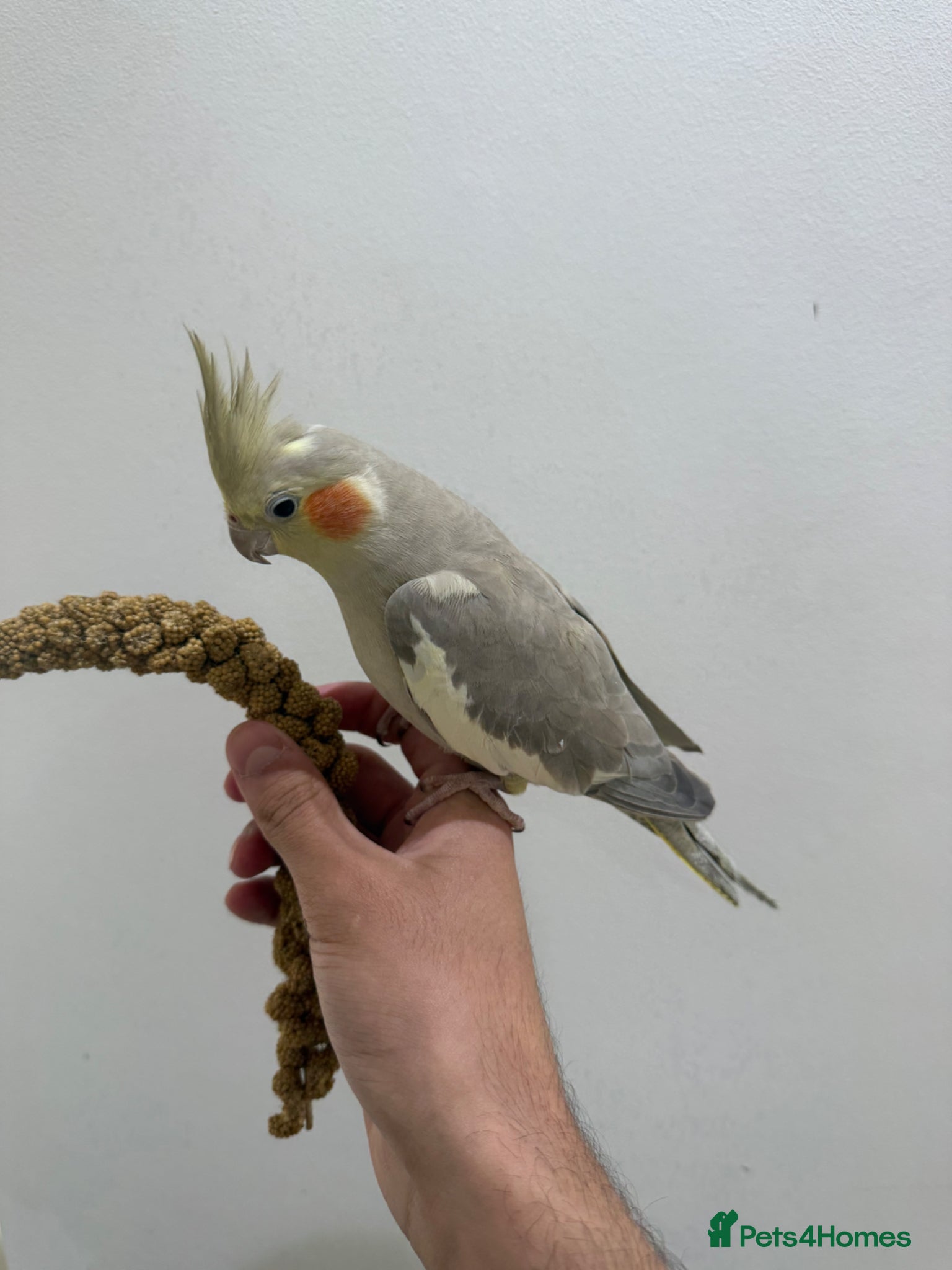 Cockatiels birds Beautiful hand tamed cockatiels  - Advert 14