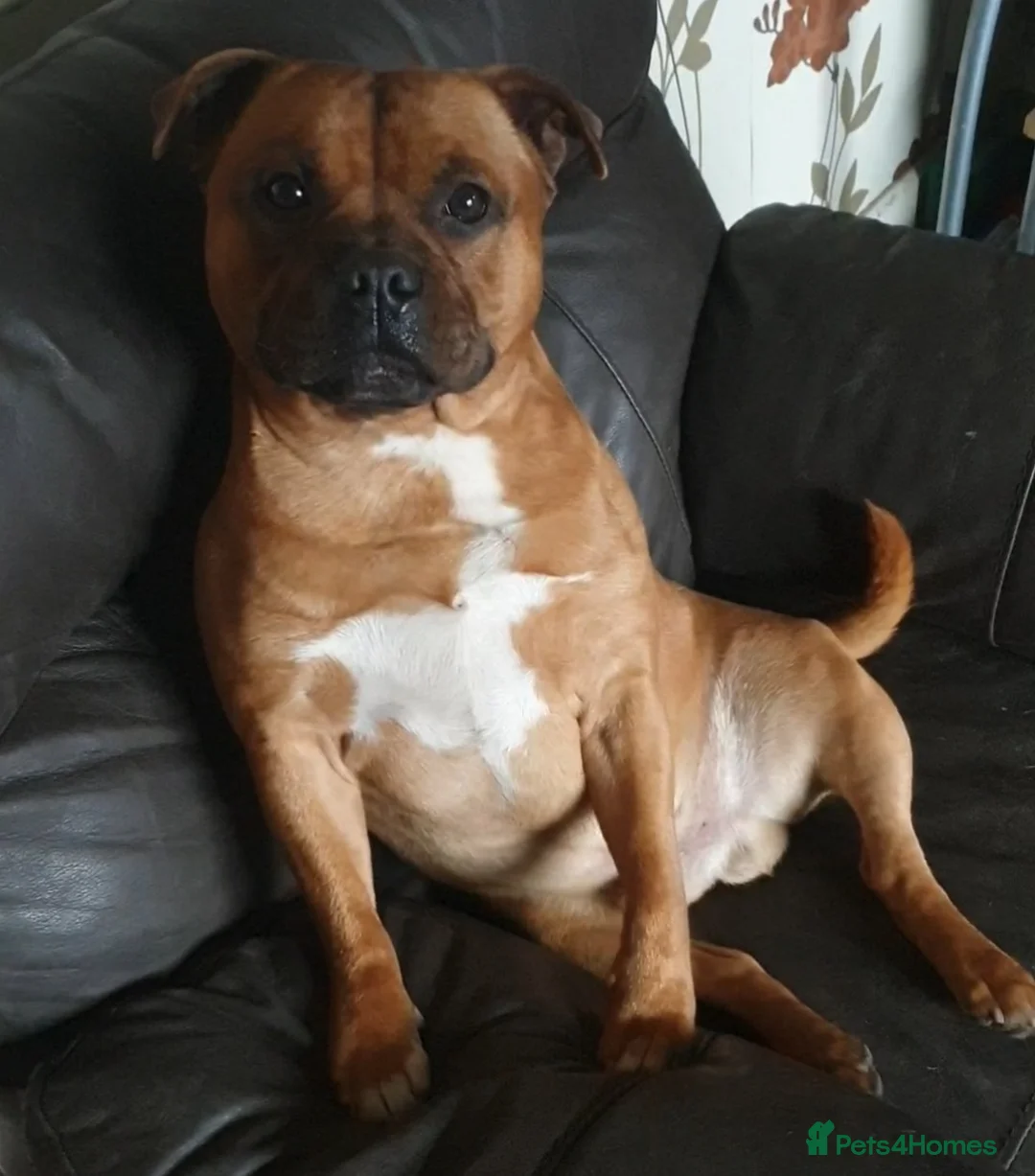 Staffordshire Bull Terrier dogs for stud: 🥨CHIEF CHAMPION SIRED. 🥨🏆  in Rochdale - Advert 9
