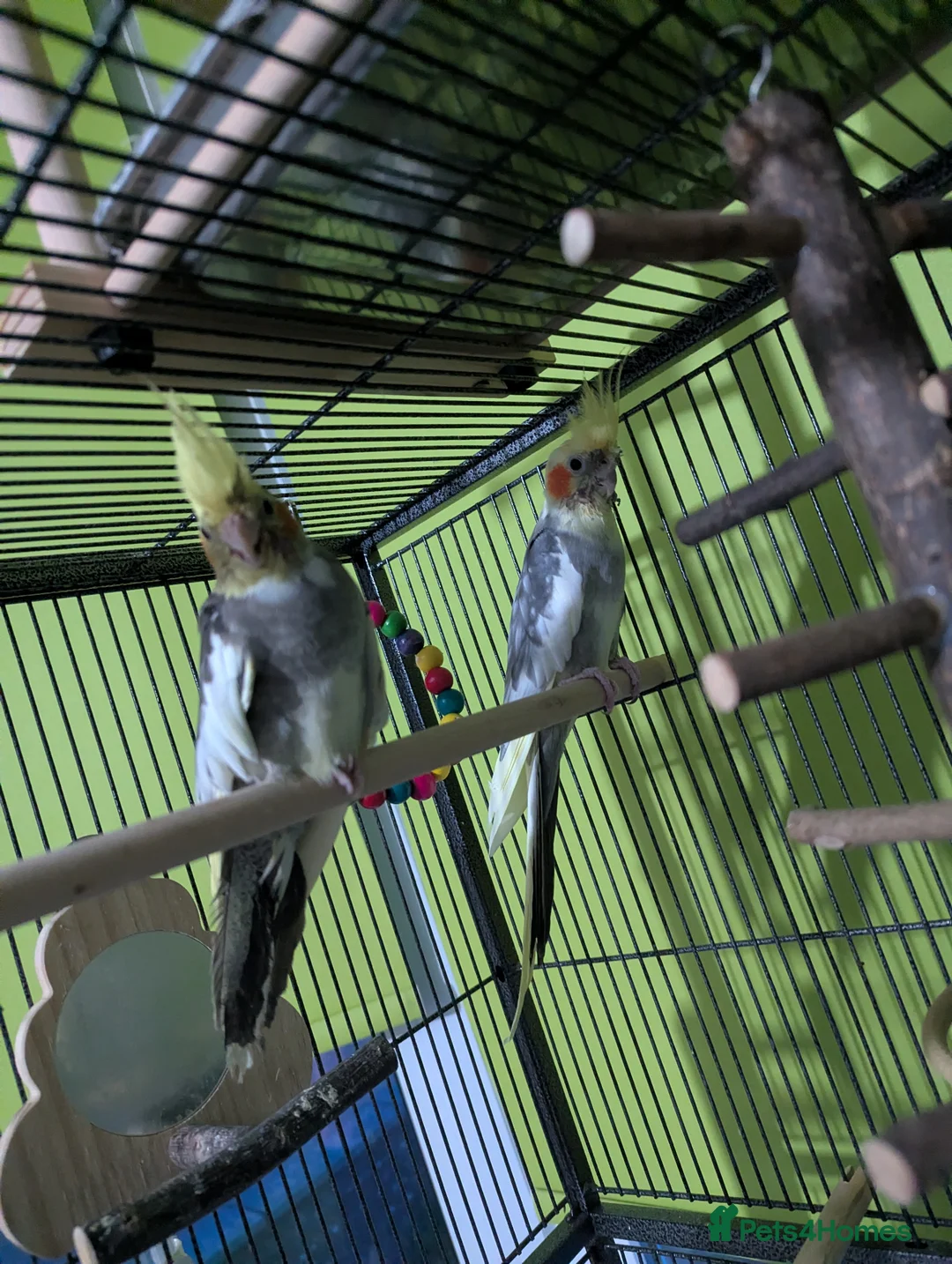 Cockatiels birds for sale: Pair cockatiels  - Advert 3
