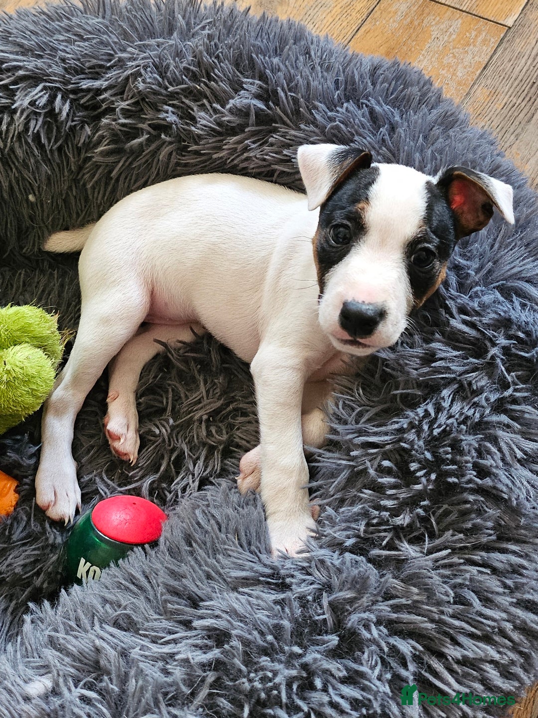 Jack Russell dogs for sale: Stunning Jack Russell Pup for sale! in Rhayader - Image 1