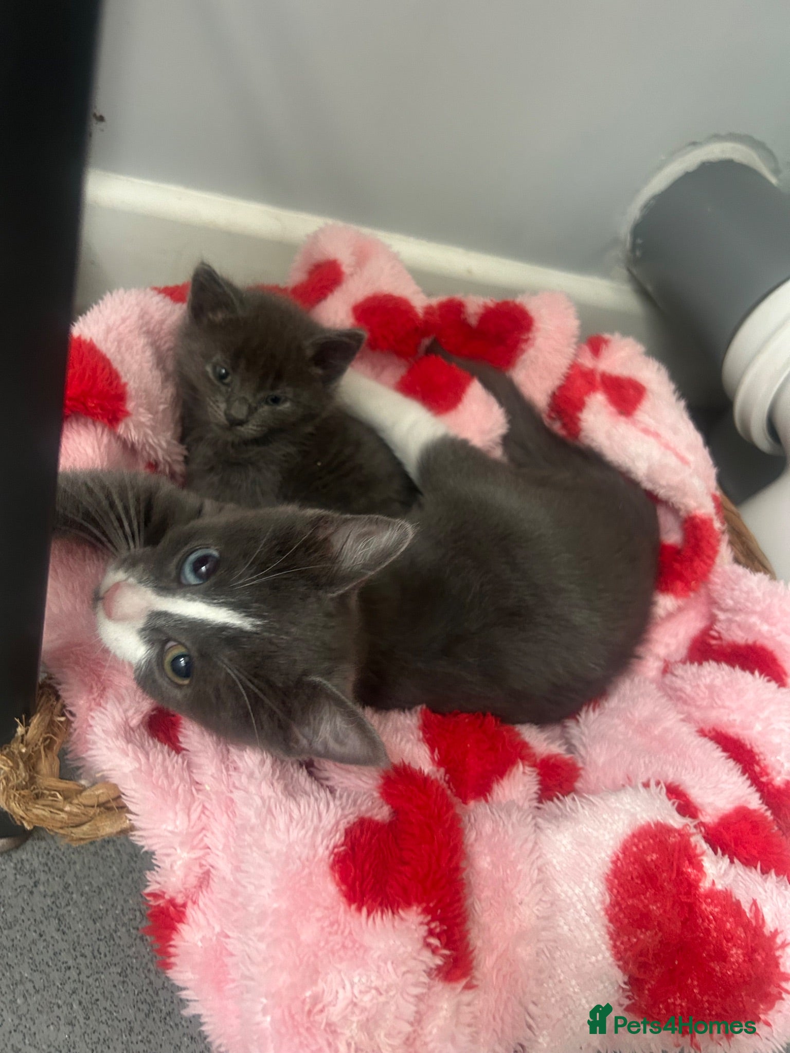 Mixed Breed cats 2 kittens for sale - Advert 3