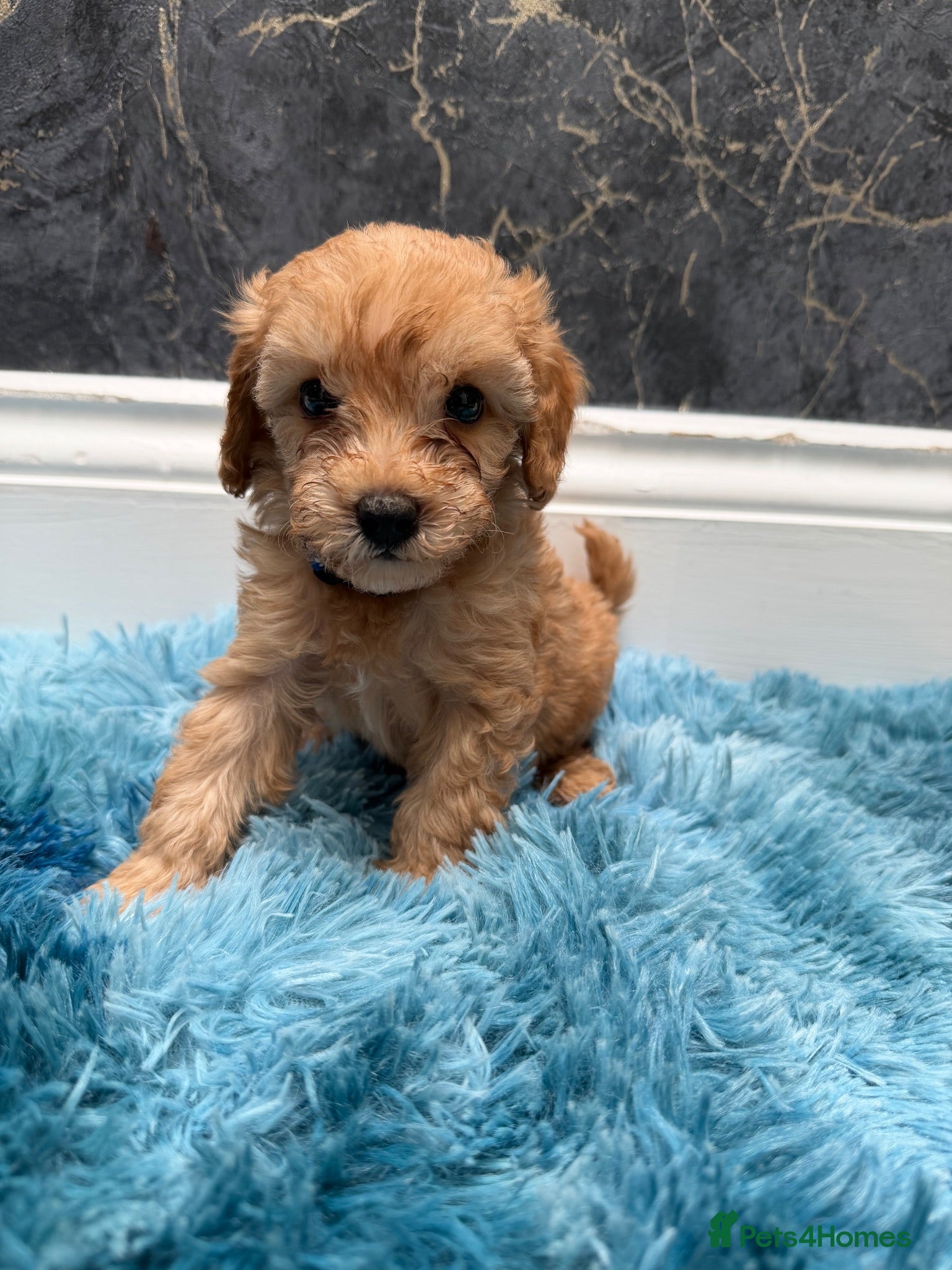 Cavapoo dogs Stunning Cavapoo Puppies - Advert 10