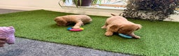 Cocker Spaniel dogs for sale: 7 Stunning Cocker Spaniel Puppies - Advert 5