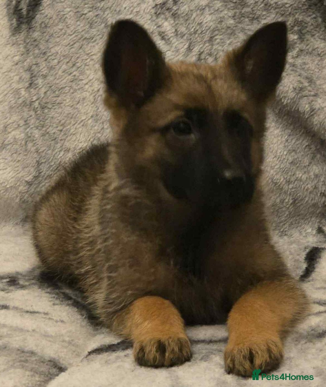 German Shepherd dogs for sale: 2 female German shepherd pups - Advert 6