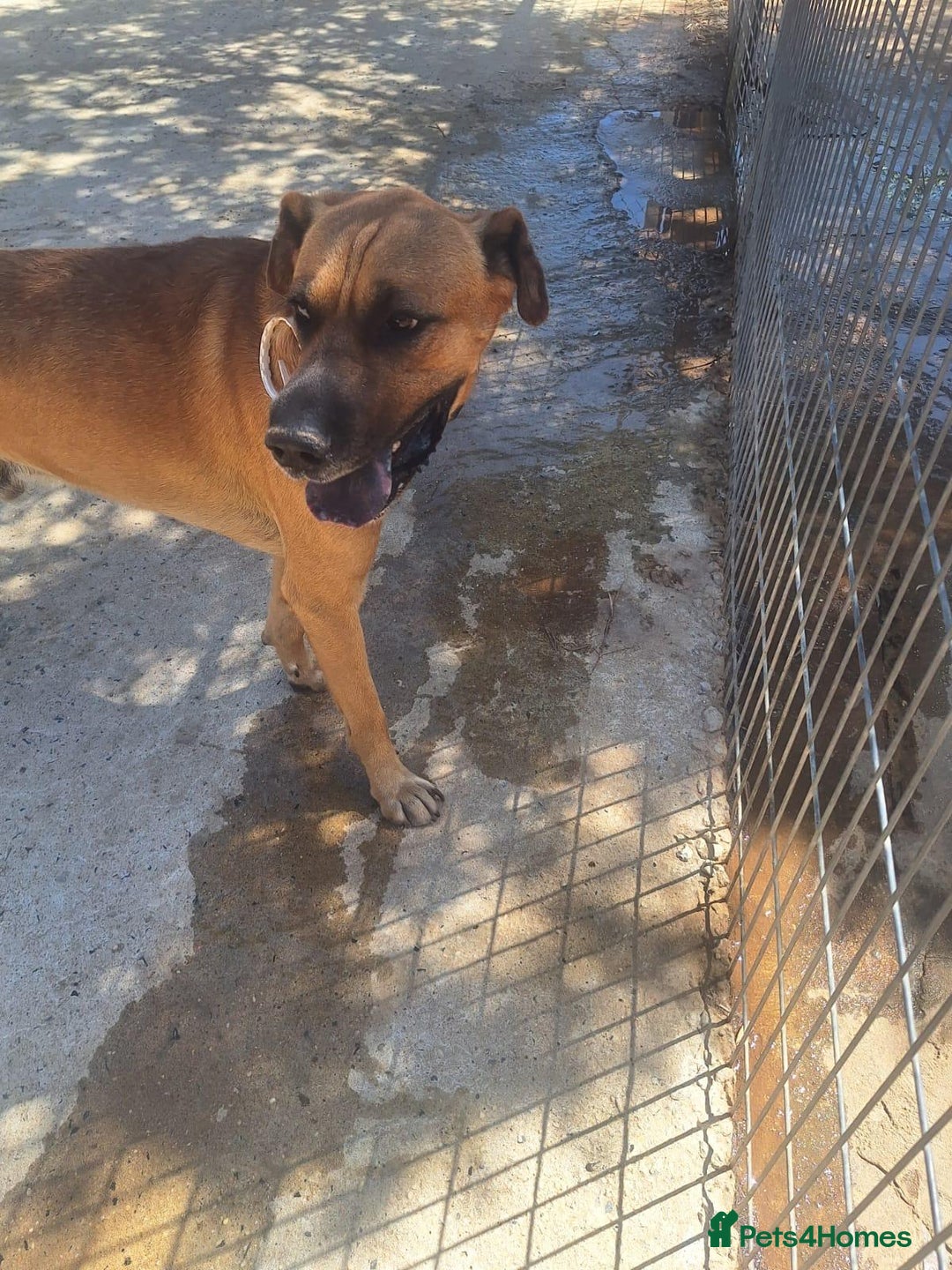 Mixed Breed dogs for adoption: Urgent 🚨 Home for Kobi  in Hengoed - Image 21