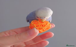 Budgerigars birds for sale: Hand reared silly tame baby budgies  - Image 16