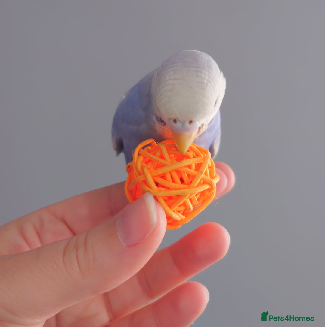 Budgerigars birds for sale: Hand reared silly tame baby budgies  - Image 16