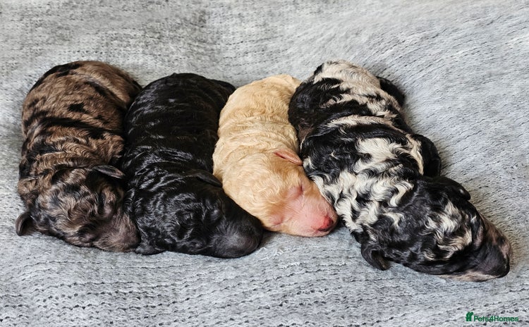 Goldendoodle dogs - Advert 1