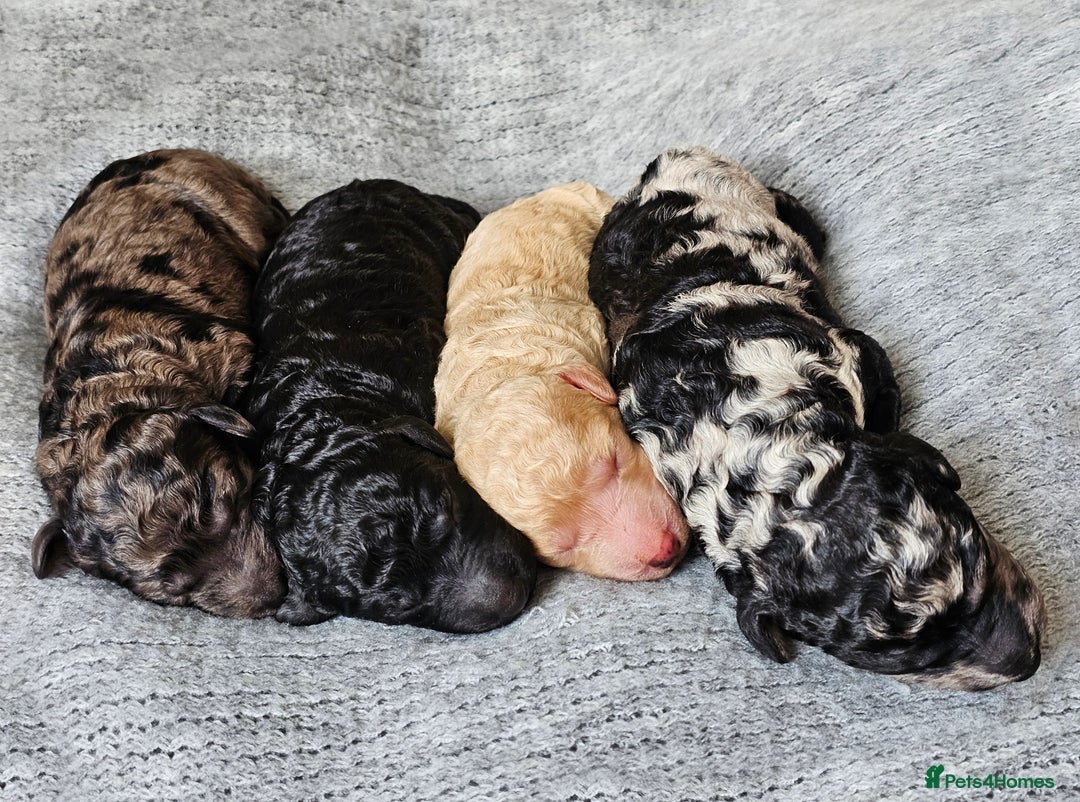Goldendoodle dogs for sale: Exceptional Medium Goldendoodle pups for sale - Advert 1
