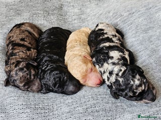 Goldendoodle dogs - Advert 1