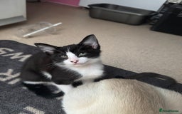 Mixed Breed cats for sale: Two beautiful ladies 💜 - Image 20