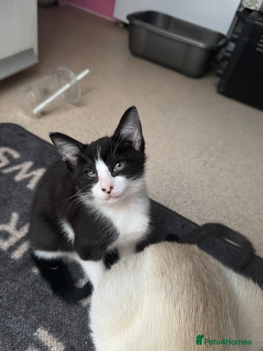 Mixed Breed cats for sale: Two beautiful ladies 💜 - Image 20