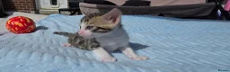 Bengal cats for sale: Beautiful Purebred Bengal Kittens Ready Soon - Advert 12
