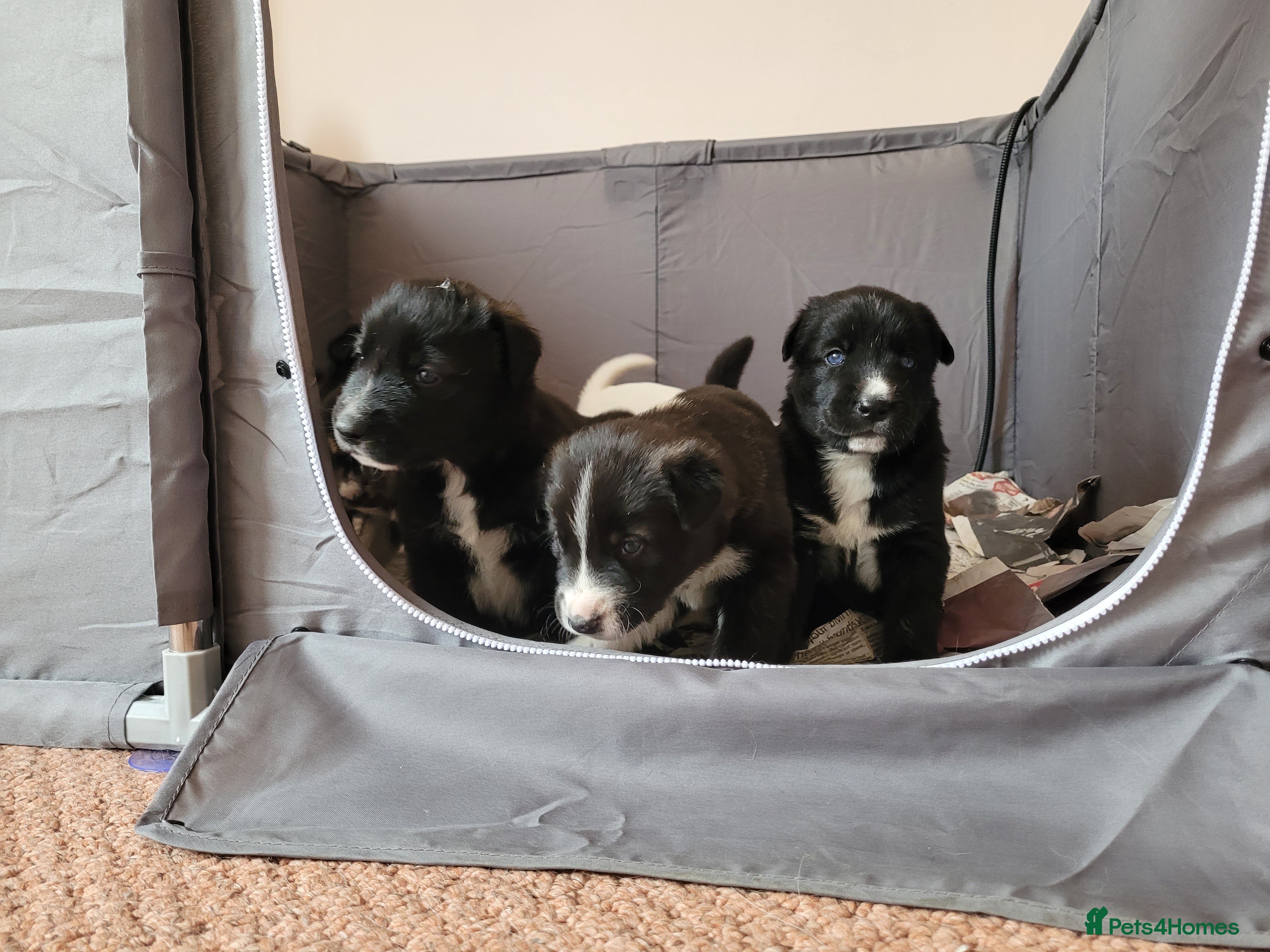 Mixed Breed dogs Husky Cross Puppies - Advert 12