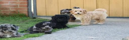 Cavapoochon dogs for sale: Beautiful Cavapoochon puppies for sale - Advert 33