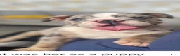 English Bulldog dogs for sale: DWKC Registered unspayed Merle bitch - Advert 5