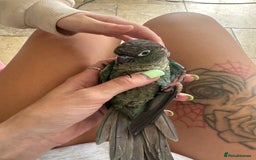 Conures birds for sale: Quaker and conure baby - Image 4