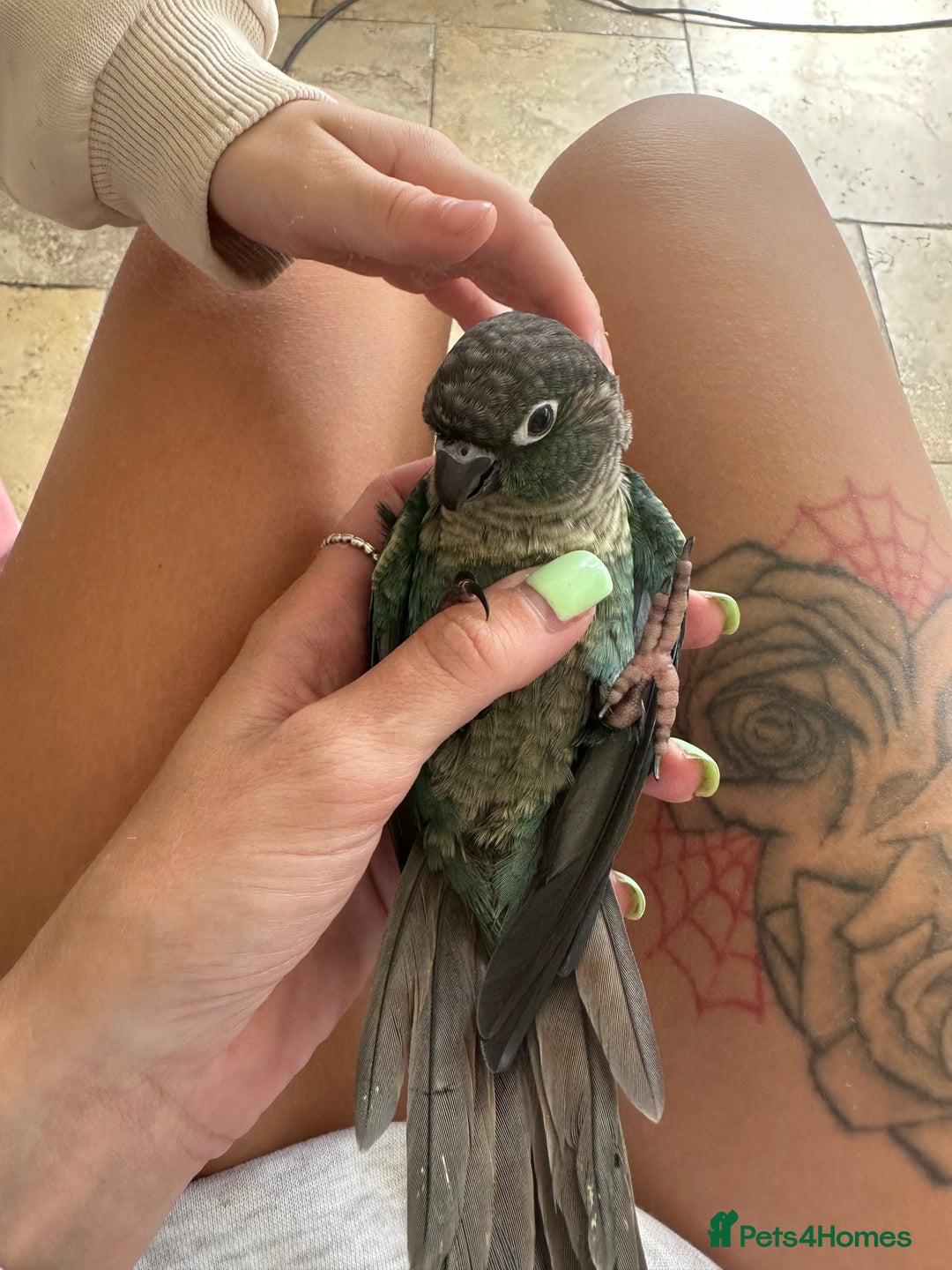 Conures birds for sale: Quaker and conure baby - Image 4