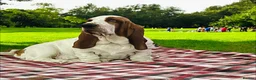 Basset Hound dogs for sale: Basset hound amazing couple  - Advert 15