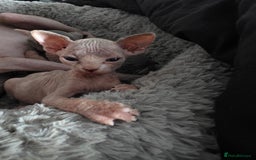 Sphynx cats for sale: 3 beautiful sphynx kittens for sale  - Image 10