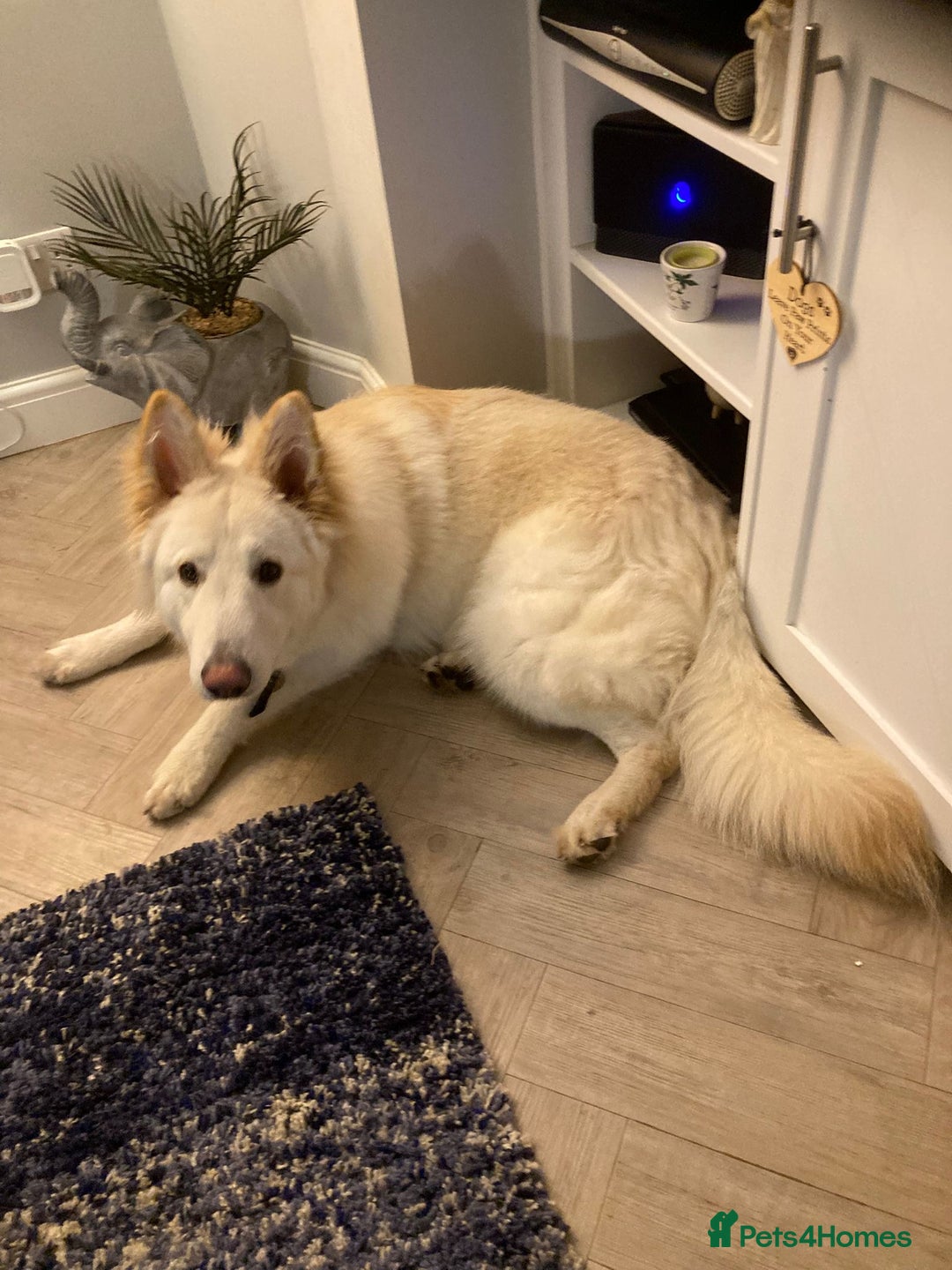 German Shepherd dogs for sale: Stunning 1-Year-Old Long Coat GSD – Male - Advert 3