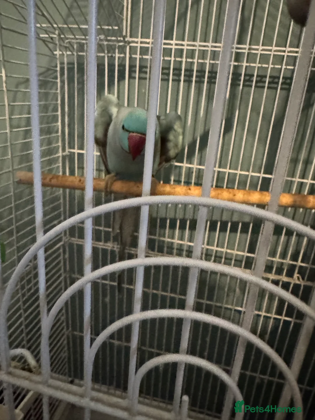 Parakeets birds for sale: ring neck bird  - Advert 3