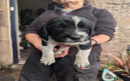 English Springer Spaniel dogs for sale: Springer Spaniel Puppies for sale - Image 4