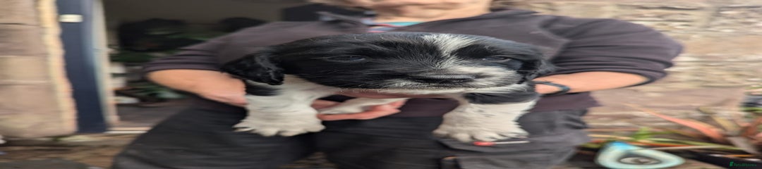 English Springer Spaniel Puppy 1