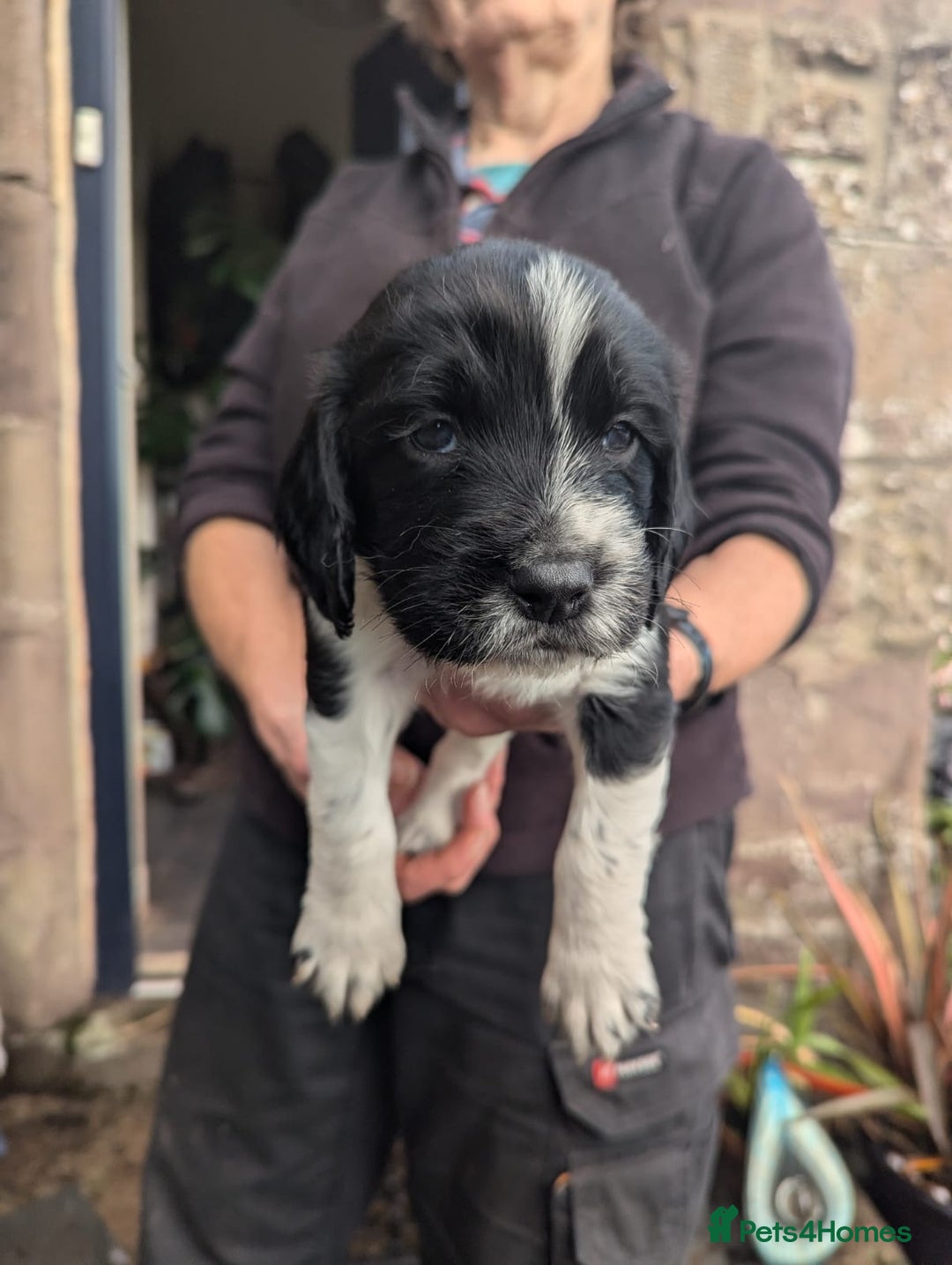 English Springer Spaniel dogs for sale: Springer Spaniel Puppies for sale - Image 4