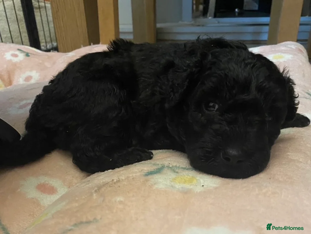 Hungarian Pumi dogs for sale: Rare Breed  - Advert 10