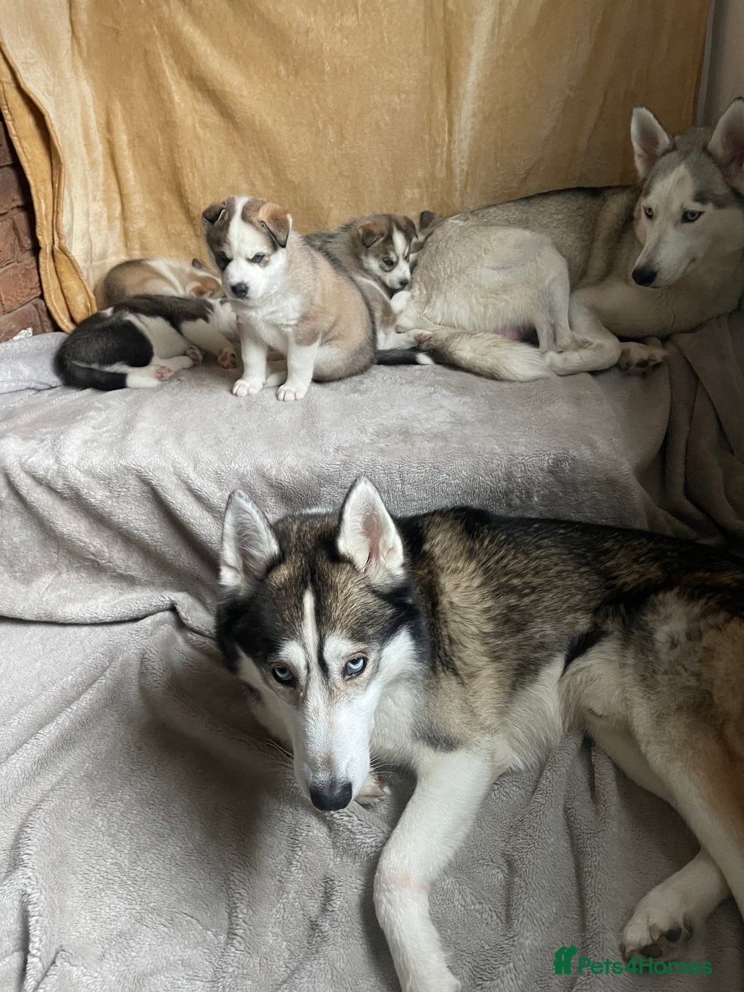 Siberian Husky dogs for sale: Siberian Husky Puppies  - Advert 29