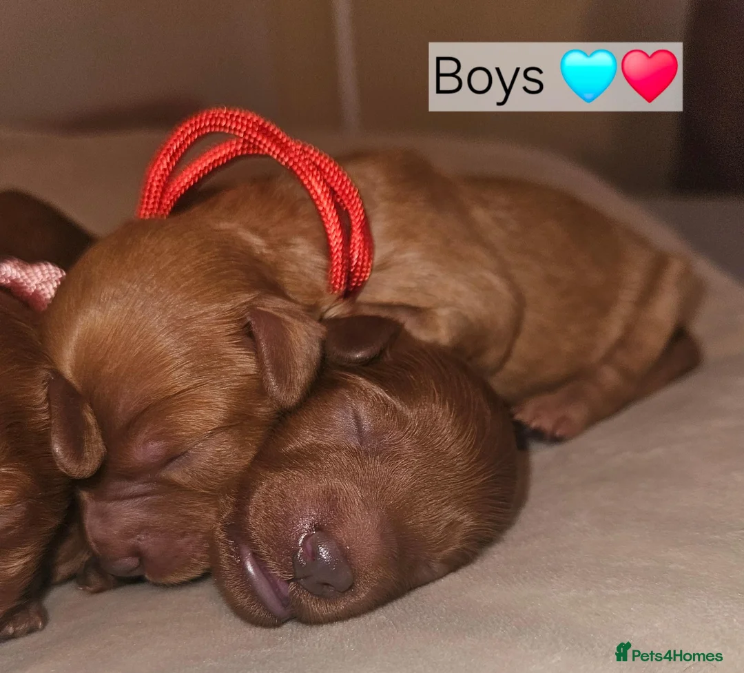 Cavapoo dogs for sale: Licensed breeder,dna clear red tiny cavapoo pups  - Advert 2