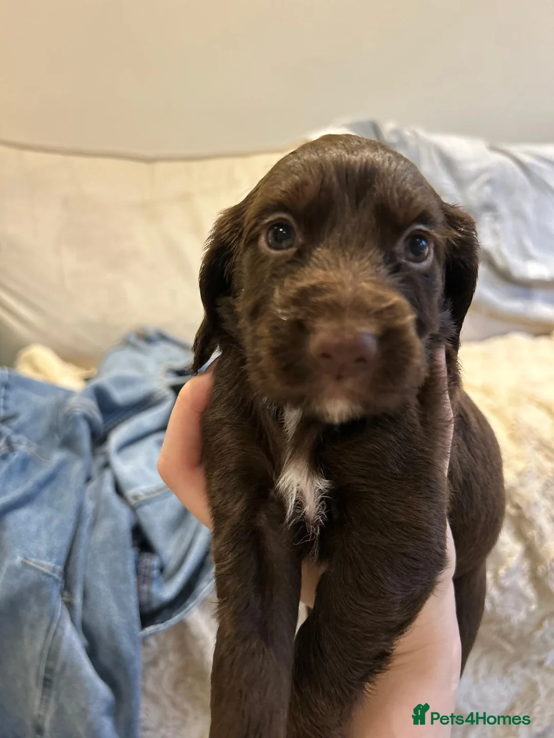 Cocker Spaniel dogs for sale: Working cocker spaniel puppies  - Advert 16