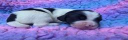 English Springer Spaniel dogs for sale: KC Homebred Health Tested Vet Social Pups 🩷 - Advert 36