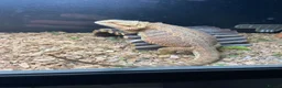 Bearded Dragon reptiles for sale: Mild mannered bearded dragon for sale  in Pontyclun - Advert 6