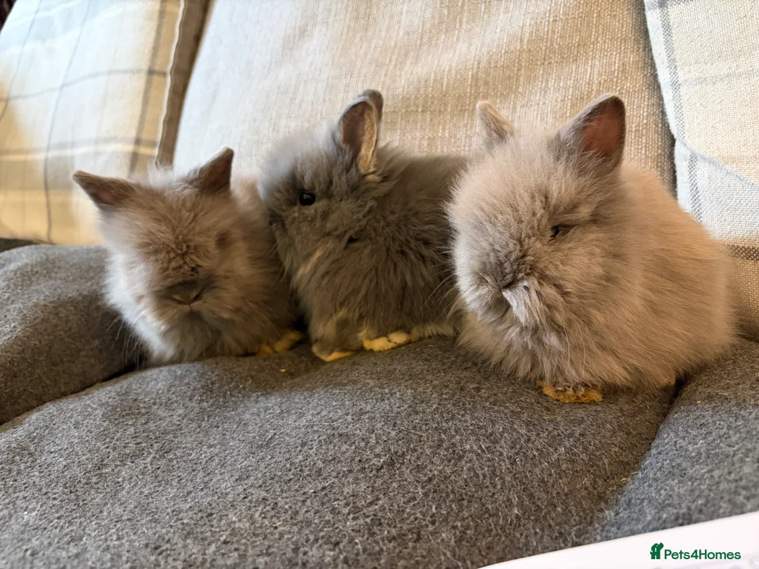 Lionhead rabbits for sale: Double mane lion head baby bunnies for sale  - Advert 2