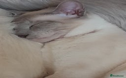 Siamese cats for sale: Siamese boy - Image 5