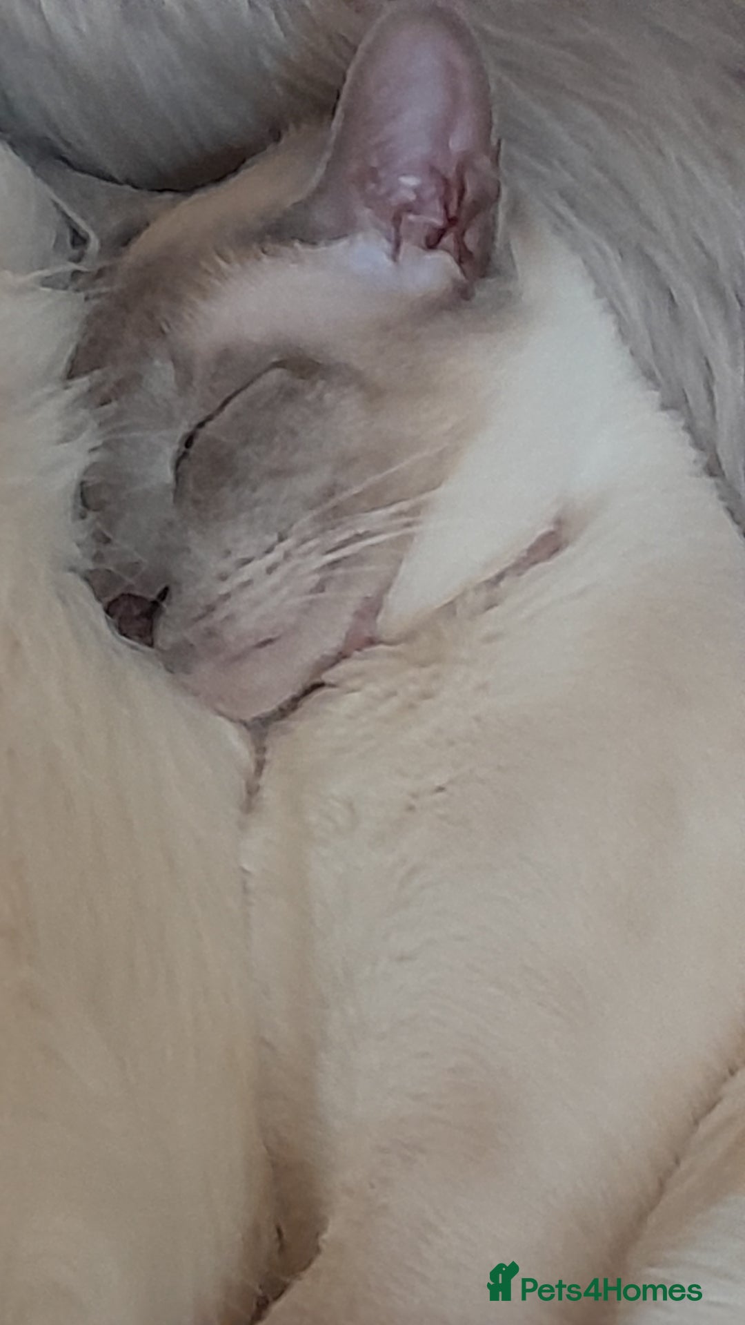 Siamese cats for sale: Siamese boy - Image 5