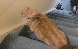 Mixed Breed cats for adoption: SIMBA - Advert 3